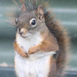 American red squirrel