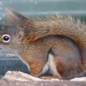 American red squirrel
