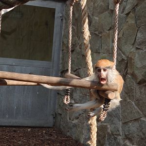 Patas Monkey