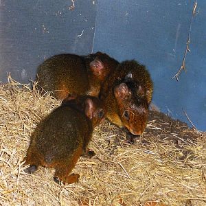 New born Agoutis, October 30, 2014