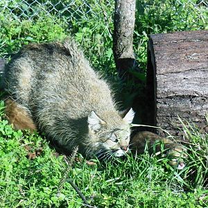 New born Pampas Cat, October 30, 2014