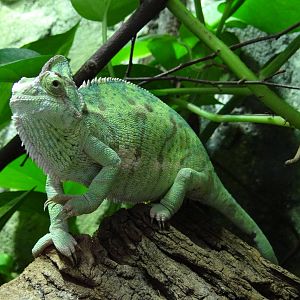 Veiled Chameleon