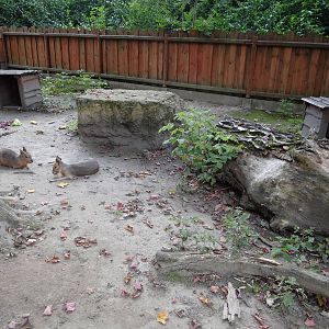 Patagonian Cavy exhibit