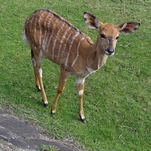 Nyala