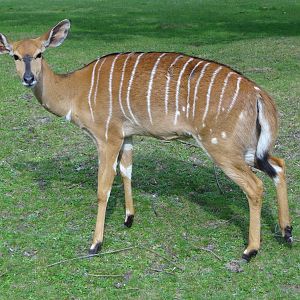 Nyala
