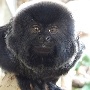 Goeldi's Marmoset