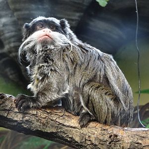 Emperor Tamarin