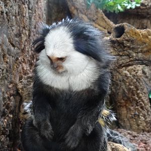 White-fronted Marmoset
