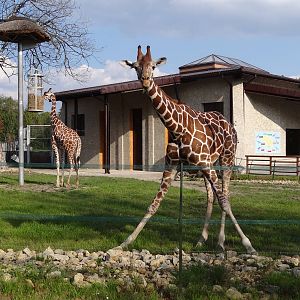 Reticulated Giraffe