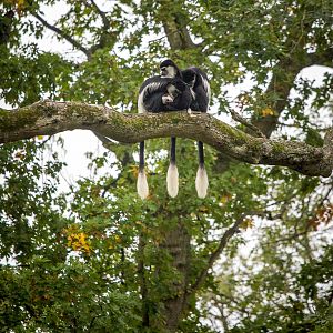 Guereza : Port Lympne : 15 Oct 2014