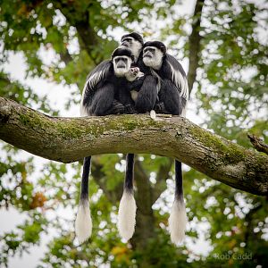 Guereza : Port Lympne : 15 Oct 2014