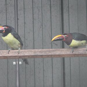 Green aracaris