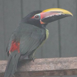 Green aracari