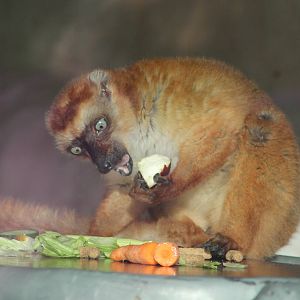 Female Blue-eyed Lemur 25 October 2014
