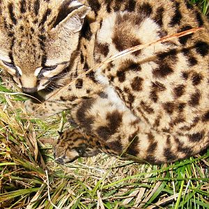 New Margay, born November 1, 2014