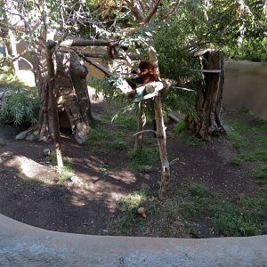 Panda Canyon - Panda Trek - Red Panda Exhibit