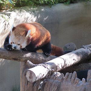 Panda Canyon - Panda Trek - Red Panda Exhibit