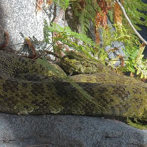Panda Canyon - Panda Trek - Mang Mountain Viper Exhibit
