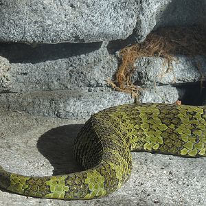 Panda Canyon - Panda Trek - Mang Mountain Viper Exhibit