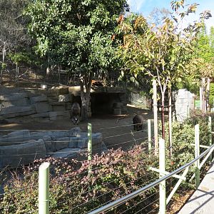 Panda Canyon - Panda Trek - Sichuan Takin Exhibit