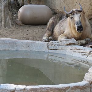 Panda Canyon - Panda Trek - Sichuan Takin Exhibit