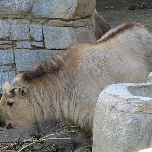 Panda Canyon - Panda Trek - Sichuan Takin Exhibit
