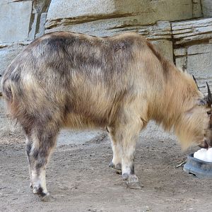 Panda Canyon - Panda Trek - Sichuan Takin Exhibit