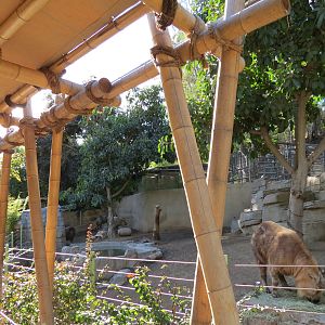 Panda Canyon - Panda Trek - Sichuan Takin Exhibit