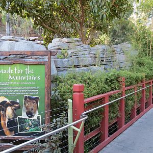 Panda Canyon - Panda Trek - Sichuan Takin Exhibit