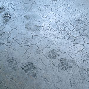 Panda Canyon - Panda Trek - Path