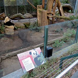 Panda Canyon - Panda Trek - Giant Panda Exhibit 1