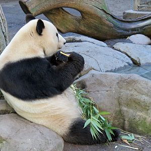 Panda Canyon - Panda Trek - Giant Panda Exhibit 1