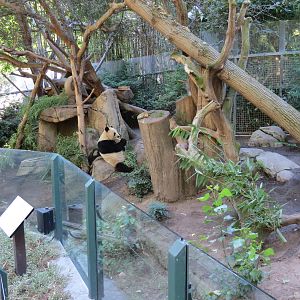 Panda Canyon - Panda Trek - Giant Panda Exhibit 1