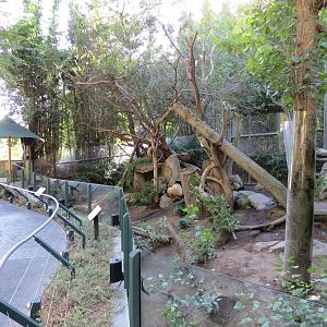 Panda Canyon - Panda Trek - Giant Panda Exhibit 1