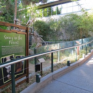 Panda Canyon - Panda Trek - Giant Panda Exhibit 2