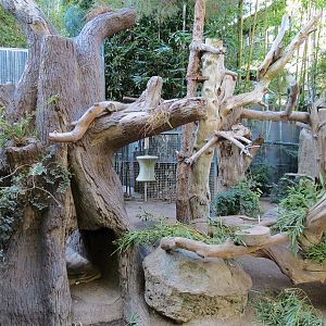 Panda Canyon - Panda Trek - Giant Panda Exhibit 2