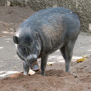 Panda Canyon - Visayan Warty Pig Exhibit