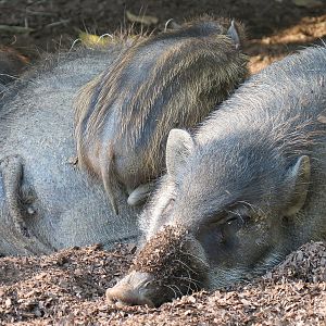 Panda Canyon - Visayan Warty Pig Exhibit