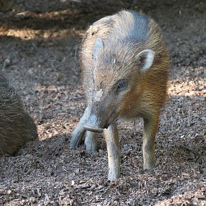 Panda Canyon - Visayan Warty Pig Exhibit