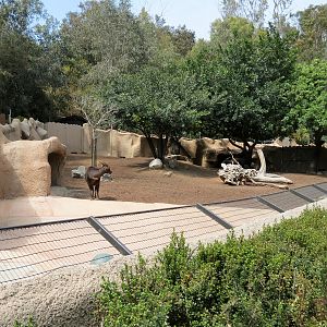 Panda Canyon - Lowland Anoa Exhibit