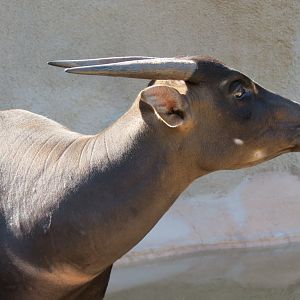 Panda Canyon - Lowland Anoa Exhibit