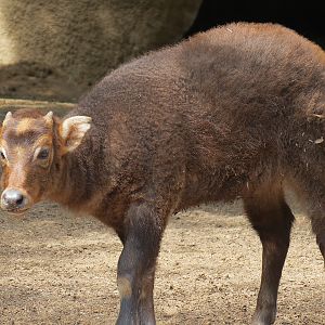 Panda Canyon - Lowland Anoa Exhibit