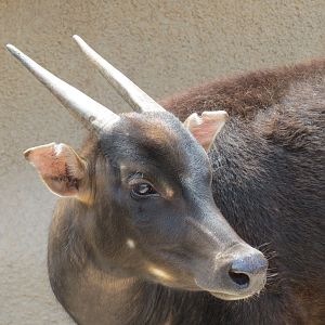 Panda Canyon - Lowland Anoa Exhibit