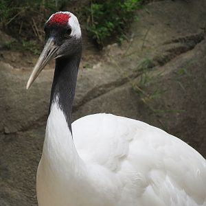 Panda Canyon - Red-crowned Crane and Mandarin Duck Exhibit