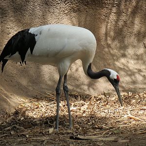 Panda Canyon - Red-crowned Crane and Mandarin Duck Exhibit