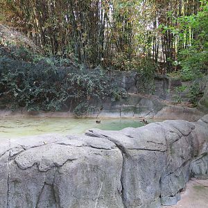 Panda Canyon - Red-crowned Crane and Mandarin Duck Exhibit
