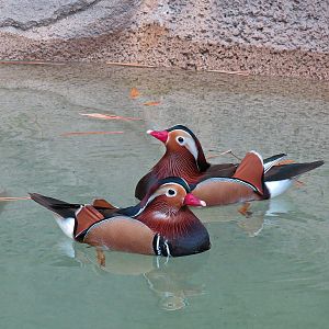 Panda Canyon - Red-crowned Crane and Mandarin Duck Exhibit