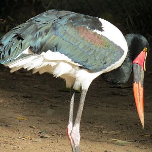 Panda Canyon - Waterfowl Lagoon 2 - Saddlebill Stork