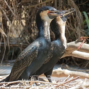 Panda Canyon - Waterfowl Lagoon 1 - White-breasted Cormorant