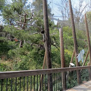 Panda Canyon - Birds of Prey - Harpy Eagle Exhibit